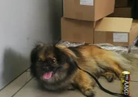 Poszukiwany pies! - zdjęcie główne