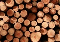 Leśniczy w areszcie. Kradł drzewa z lasu? - zdjęcie główne