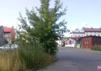 Interwencja: Drzewo na parkingu zasłania drogę! - zdjęcie główne