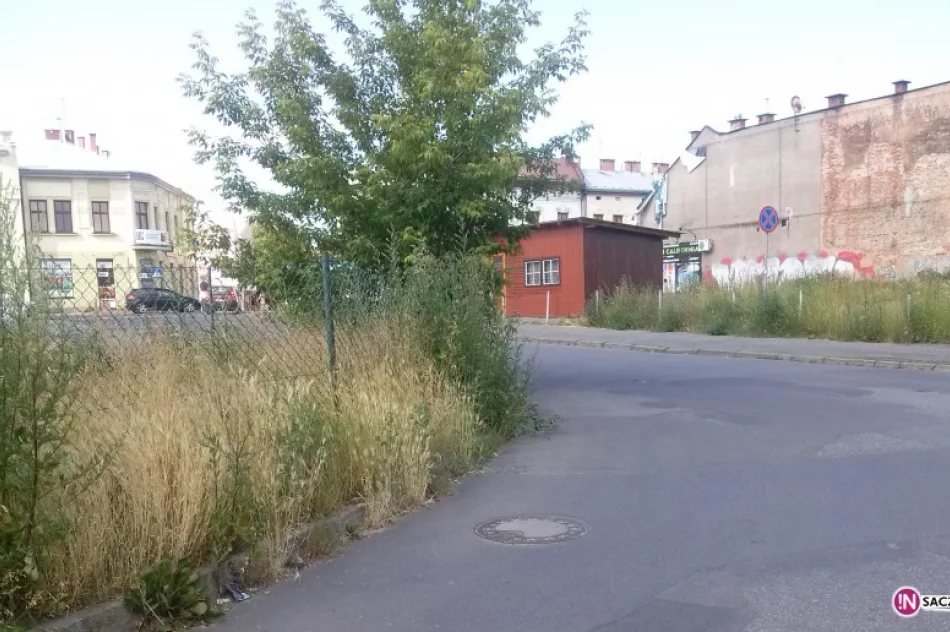 Interwencja: Drzewo na parkingu zasłania drogę! - zdjęcie 4