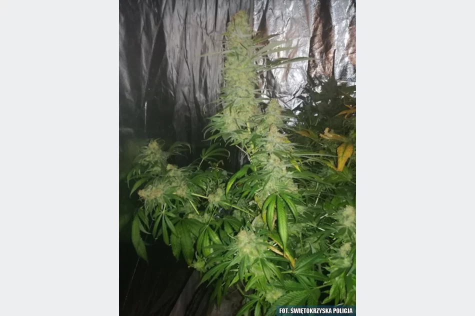 W ukrytym pomieszczeniu miał m.in. 1,5 kg marihuany - zdjęcie 3