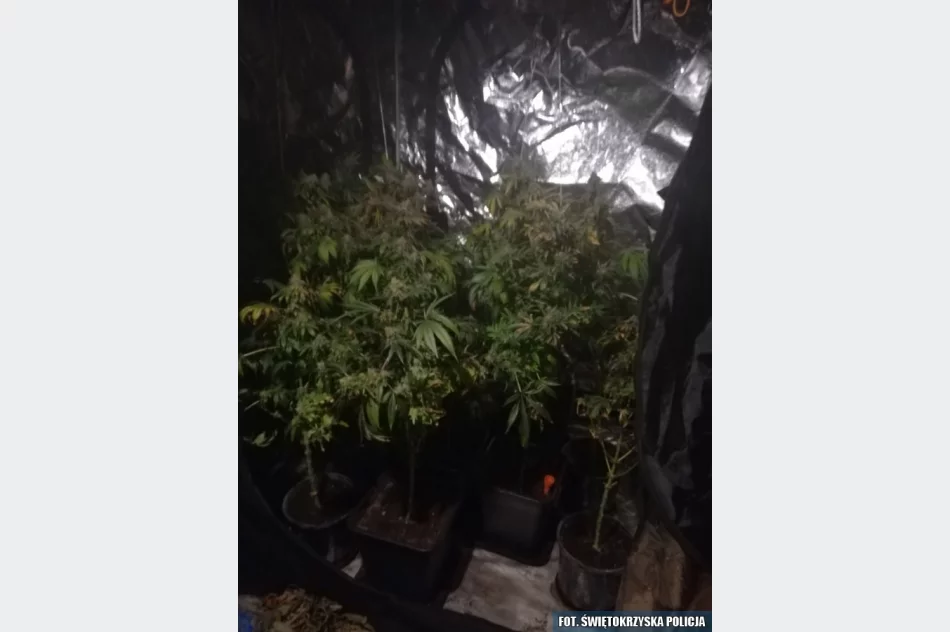 W ukrytym pomieszczeniu miał m.in. 1,5 kg marihuany - zdjęcie 4