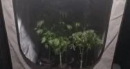 W ukrytym pomieszczeniu miał m.in. 1,5 kg marihuany - zdjęcie 5