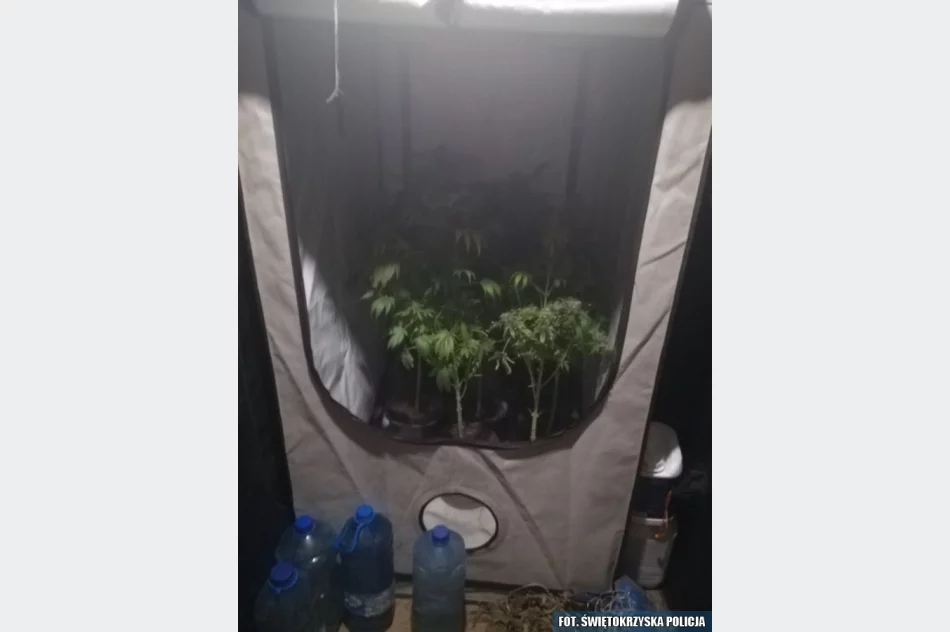 W ukrytym pomieszczeniu miał m.in. 1,5 kg marihuany - zdjęcie 5