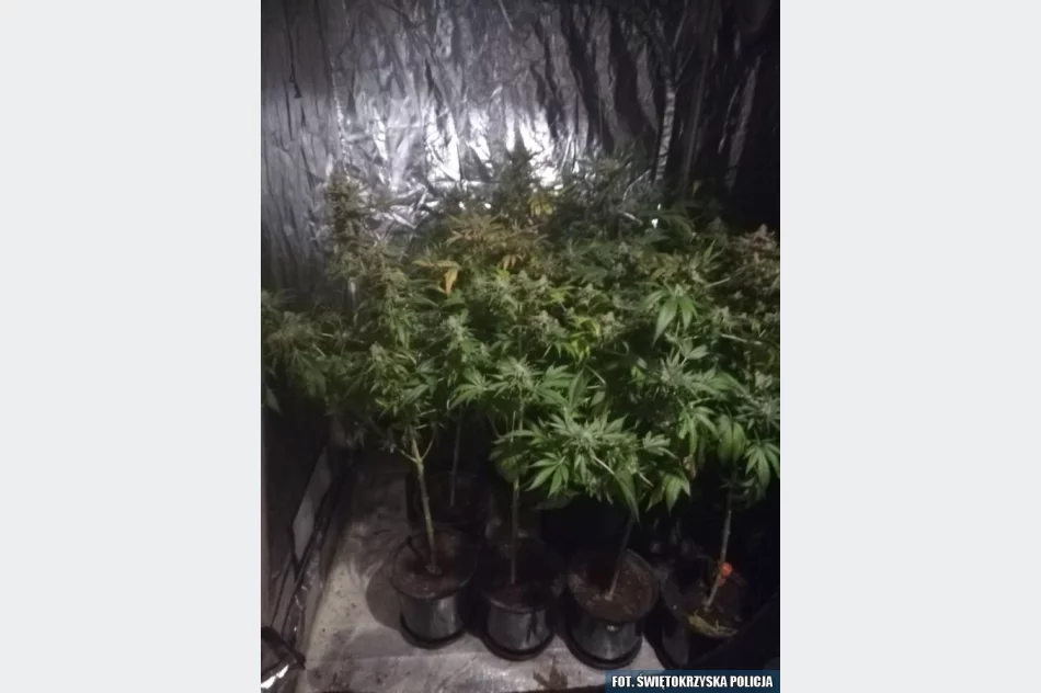 W ukrytym pomieszczeniu miał m.in. 1,5 kg marihuany - zdjęcie 6