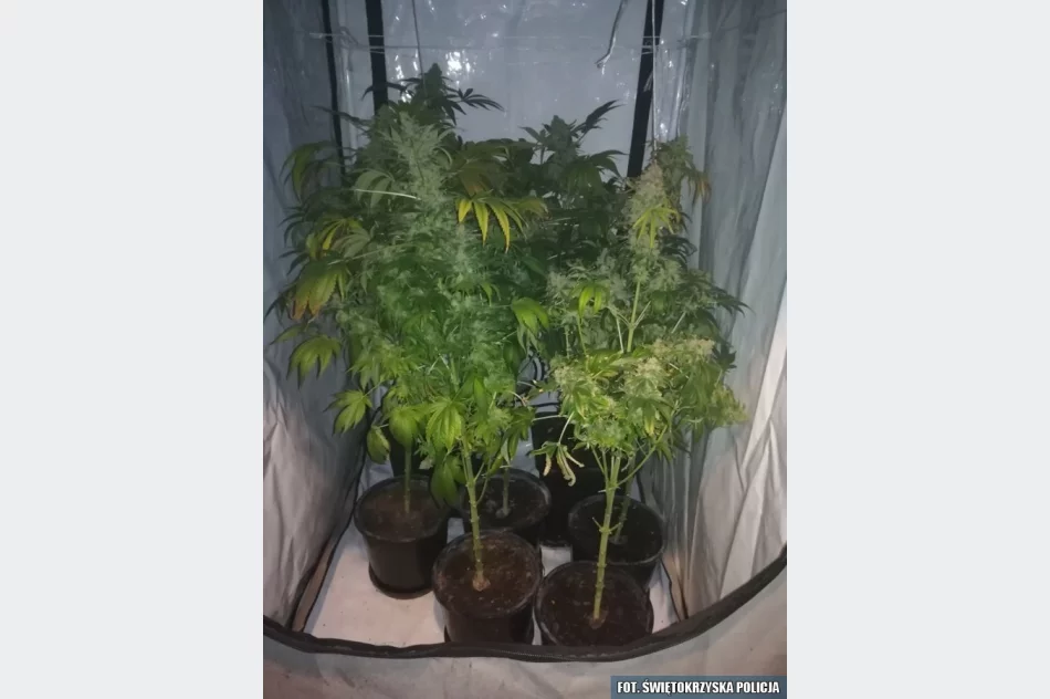 W ukrytym pomieszczeniu miał m.in. 1,5 kg marihuany - zdjęcie 8