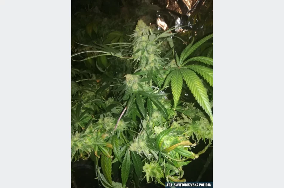 W ukrytym pomieszczeniu miał m.in. 1,5 kg marihuany - zdjęcie 9