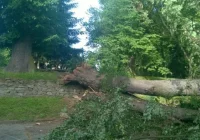 Halny szaleje: w Marcinkowicach wyrwał z korzeniami 170-letnią lipę! - zdjęcie główne