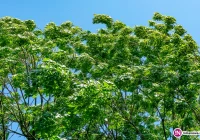 Powalone drzewa i konary, uszkodzony dach - zdjęcie główne