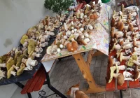 Rekordowe grzybobranie - 500 sztuk w zaledwie 2 godziny - zdjęcie główne