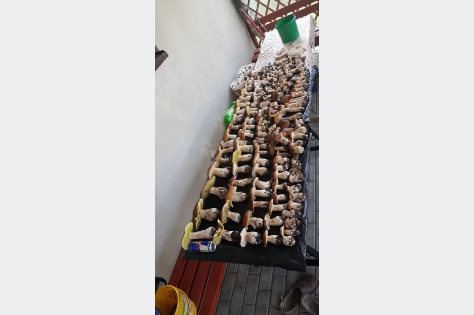 Rekordowe grzybobranie - 500 sztuk w zaledwie 2 godziny - zdjęcie 2
