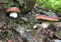 Bezpieczne grzybobranie - o czym należy pamiętać? - zdjęcie główne