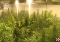 600 krzewów w domku letniskowym. Dwóch dilerów w rękach policji (wideo) - zdjęcie główne