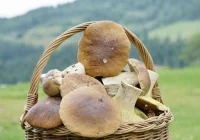 Rekordowe grzybobrania i pierwsze zatrucia, które zakończyły się wizytą w szpitalu - zdjęcie główne