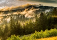 Za kilkadziesiąt lat z polskich lasów może zniknąć 75 proc. drzew - zdjęcie główne