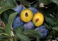 Czy łącka śliwowica zostanie w końcu zalegalizowana? - zdjęcie główne