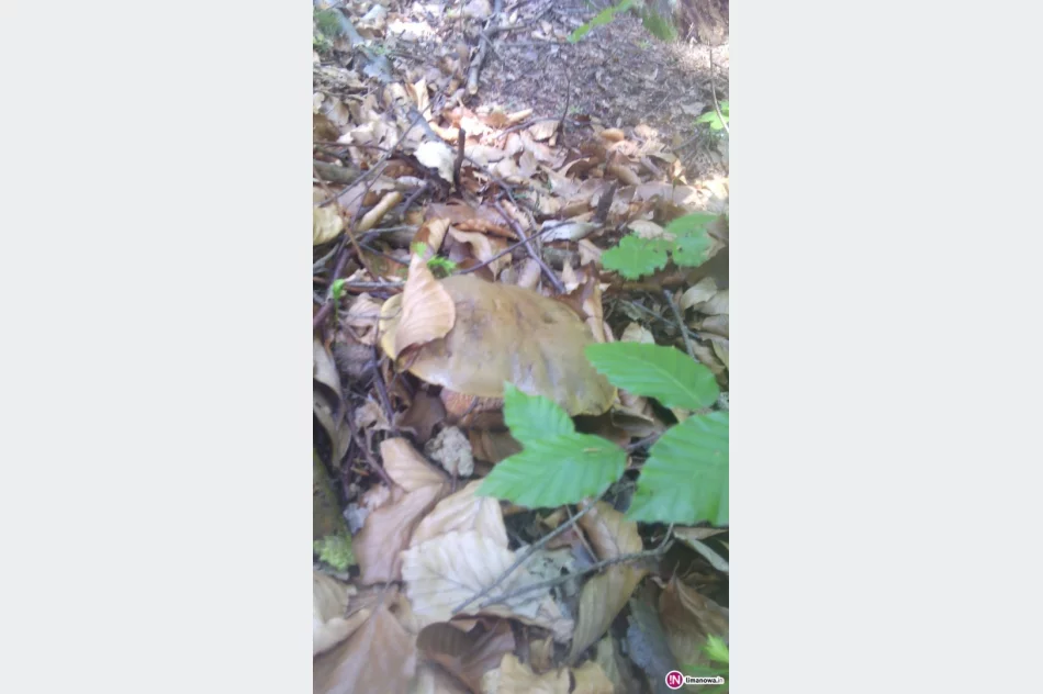 Sezon na grzyby już rozpoczęty - zdjęcie 2