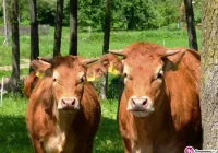 Nieustaleni sprawcy ukradli... byka - zdjęcie główne