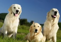 Obowiązkowe szczepienie - lekarz weterynarii przypomina - zdjęcie główne