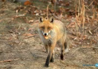 Wkrótce rozpocznie się akcja szczepienia lisów - zdjęcie główne