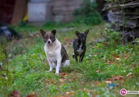 Chcą uśmiercić wałęsające się psy - zdjęcie główne