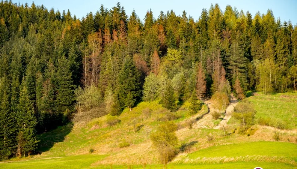 Ustawa napisana 'na kolanie' - sprzedaż z pierwokupem dla Lasów Państwowych - zdjęcie 1