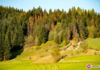 Ustawa napisana 'na kolanie' - sprzedaż z pierwokupem dla Lasów Państwowych - zdjęcie główne