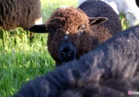 Sukces w czarnych barwach - zdjęcie główne