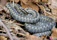 Kosił trawnik i znalazł gniazdo, a w nim żmiję - zdjęcie główne