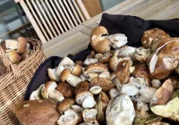 Sezon grzybowy wciąż trwa - zdjęcie główne