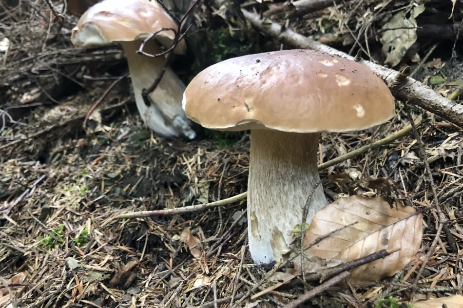 Sezon grzybowy wciąż trwa - zdjęcie 2