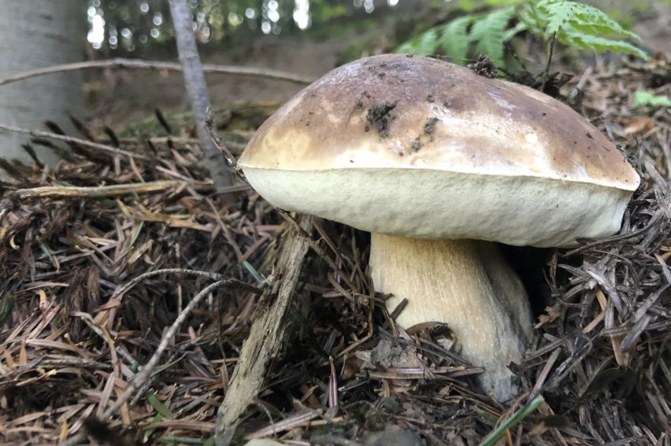 Sezon grzybowy wciąż trwa - zdjęcie 3