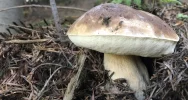 Sezon grzybowy wciąż trwa - zdjęcie 3