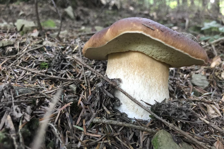 Sezon grzybowy wciąż trwa - zdjęcie 4