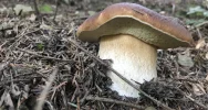 Sezon grzybowy wciąż trwa - zdjęcie 4