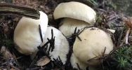 Sezon grzybowy wciąż trwa - zdjęcie 5