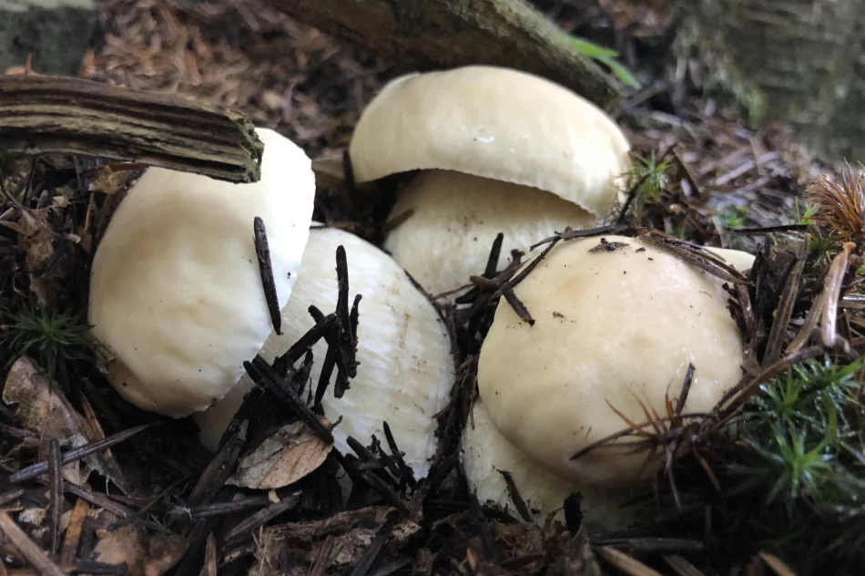 Sezon grzybowy wciąż trwa - zdjęcie 5