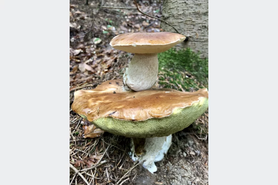 Sezon grzybowy wciąż trwa - zdjęcie 6