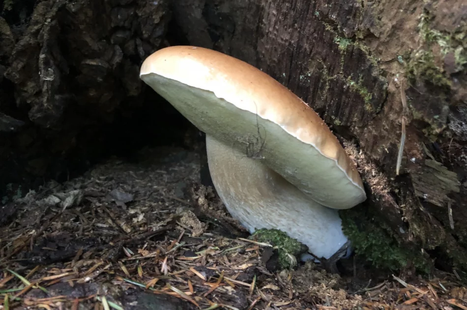 Sezon grzybowy wciąż trwa - zdjęcie 7