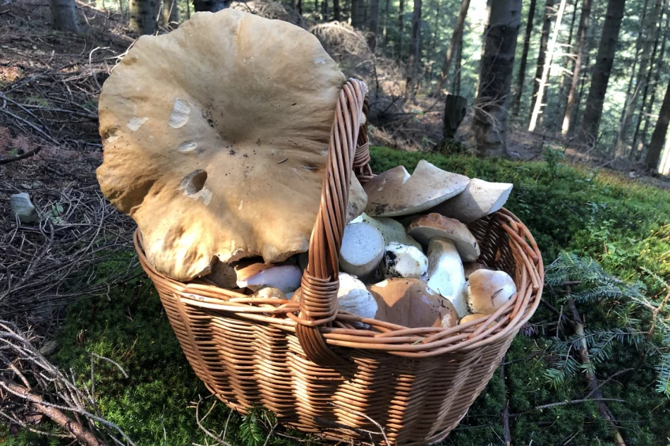 Sezon grzybowy wciąż trwa - zdjęcie 8