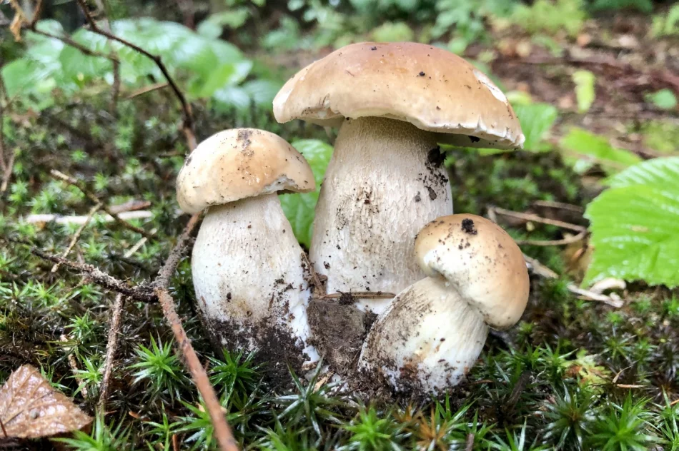 Sezon grzybowy wciąż trwa - zdjęcie 9