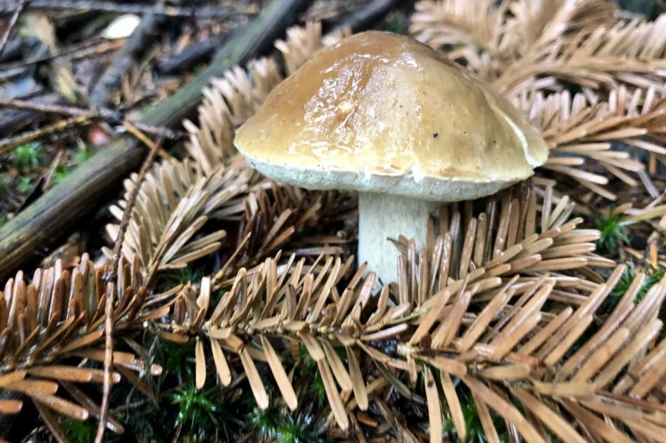 Sezon grzybowy wciąż trwa - zdjęcie 10