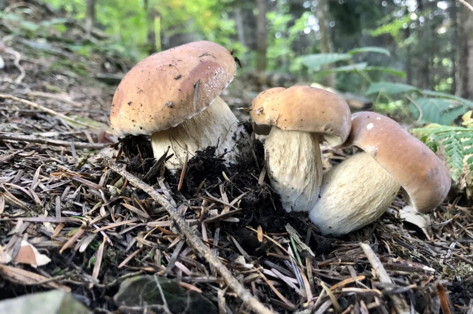 Sezon grzybowy wciąż trwa - zdjęcie 11