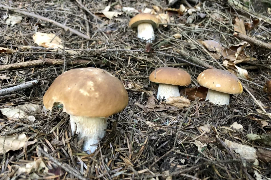 Sezon grzybowy wciąż trwa - zdjęcie 12