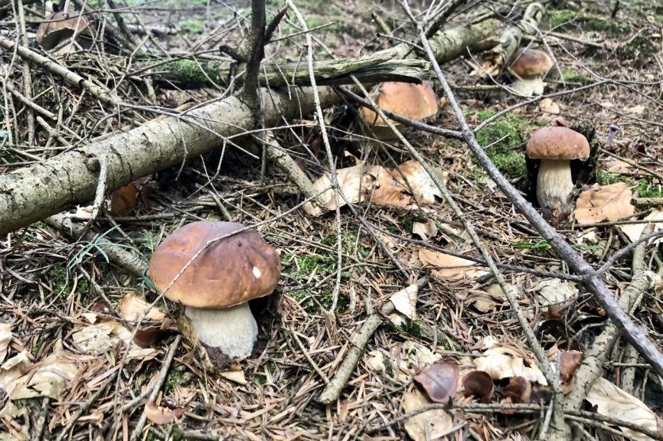 Sezon grzybowy wciąż trwa - zdjęcie 13
