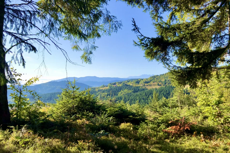 Sezon grzybowy wciąż trwa - zdjęcie 14