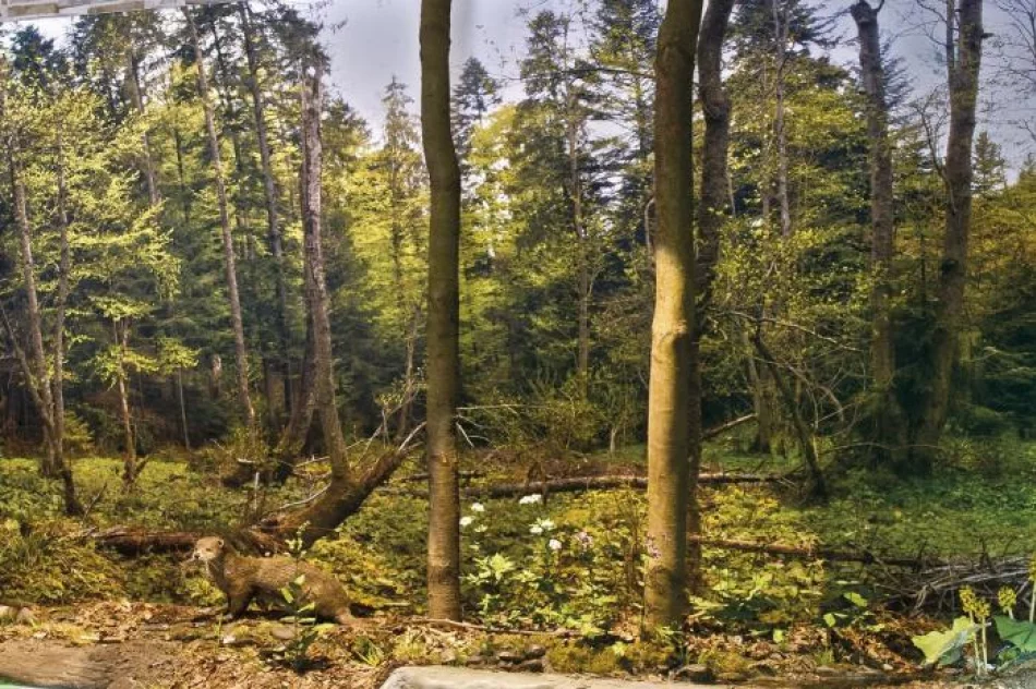 Otwarto Ośrodek Edukacyjny Gorczańskiego Parku Narodowego - zdjęcie 3