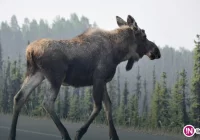 Łoś zginął w zderzeniu z mercedesem - zdjęcie główne