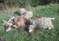 Kolejne zwierzęta gospodarskie padają ofiarą drapieżników - zdjęcie główne