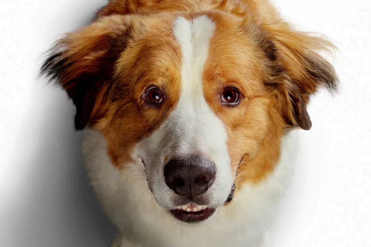 Premiera w Kinie Klaps - "Był sobie pies 2" na ekranie od 4 października!